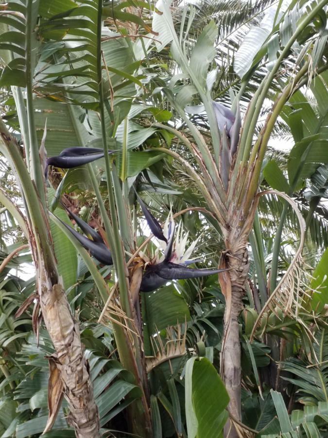 Palmeras Ingenio Esterno foto