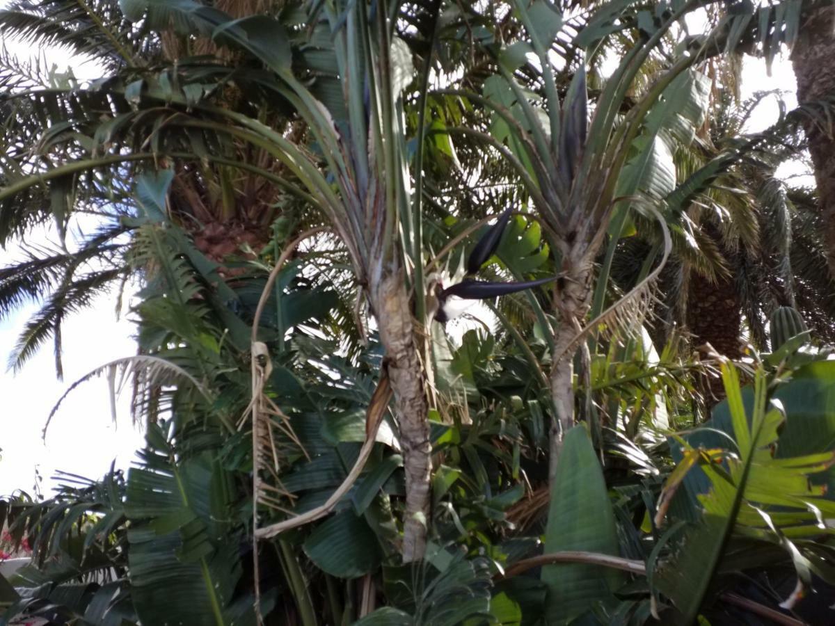 Palmeras Ingenio Esterno foto